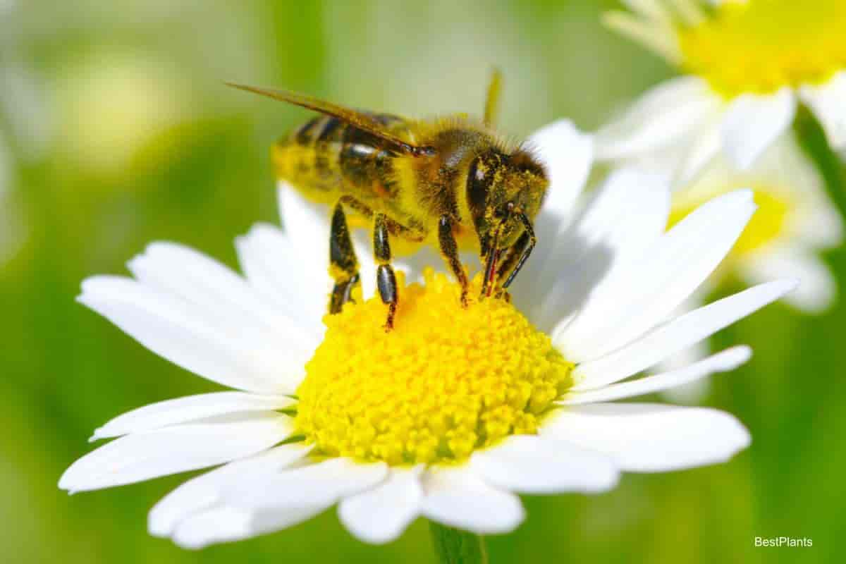 bee on a flower