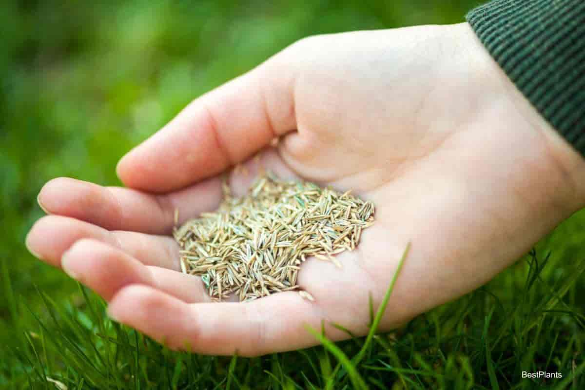 Seeds in Hand