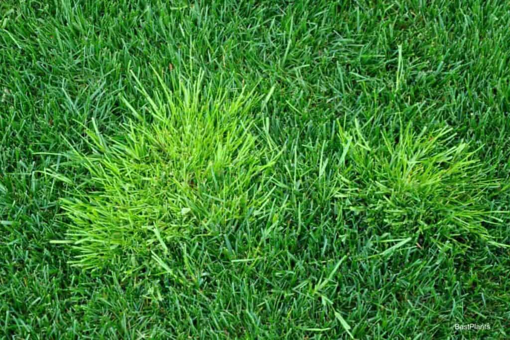 Poa Annua In Garden