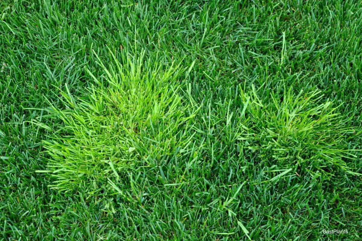 Poa Annua In Garden