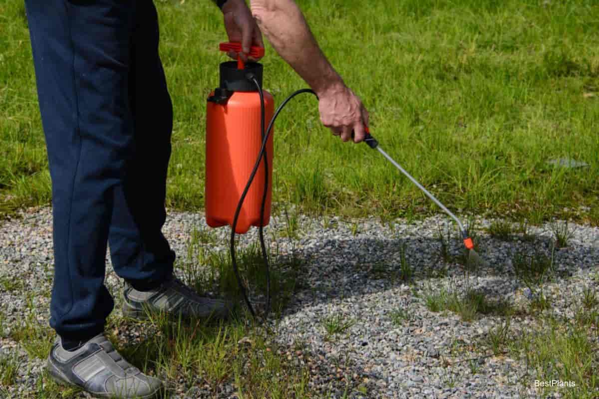 weed killer