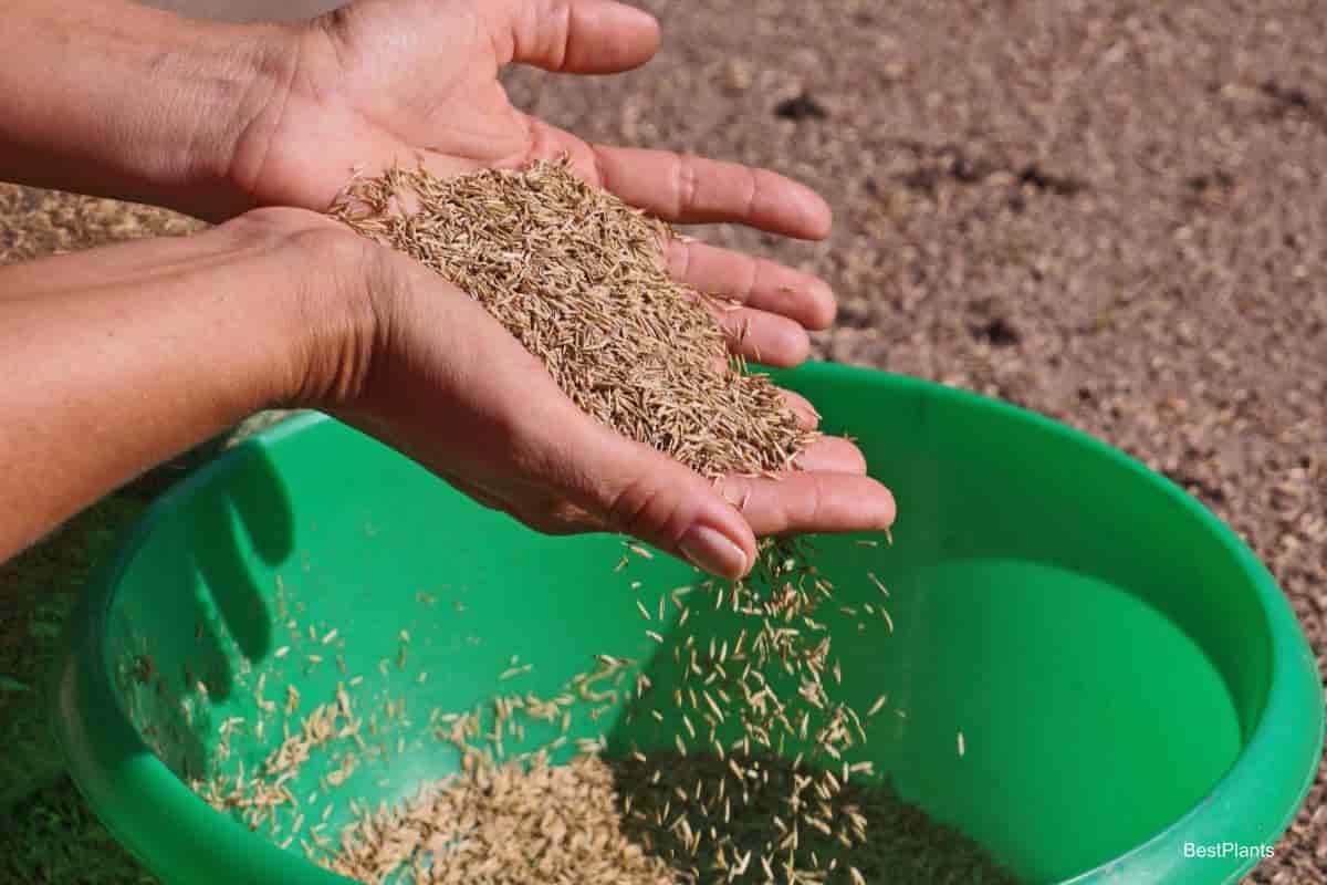 grass seed
