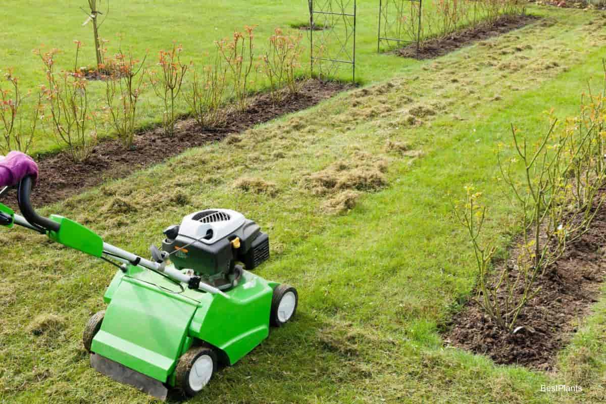 Aerating Lawn