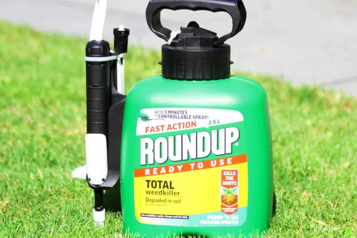 roundup spray