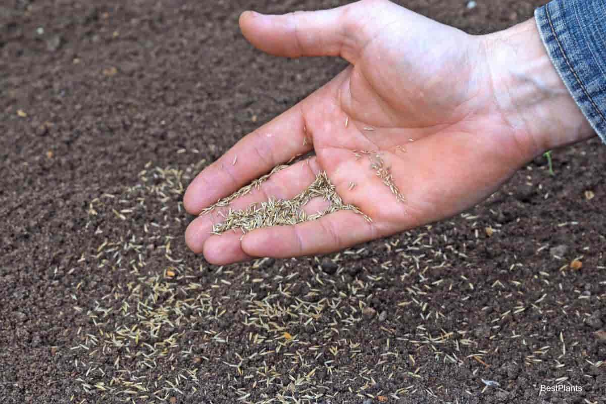 Grass Seed Germination