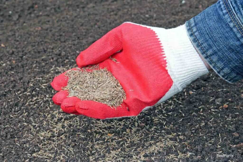 overseed temperature