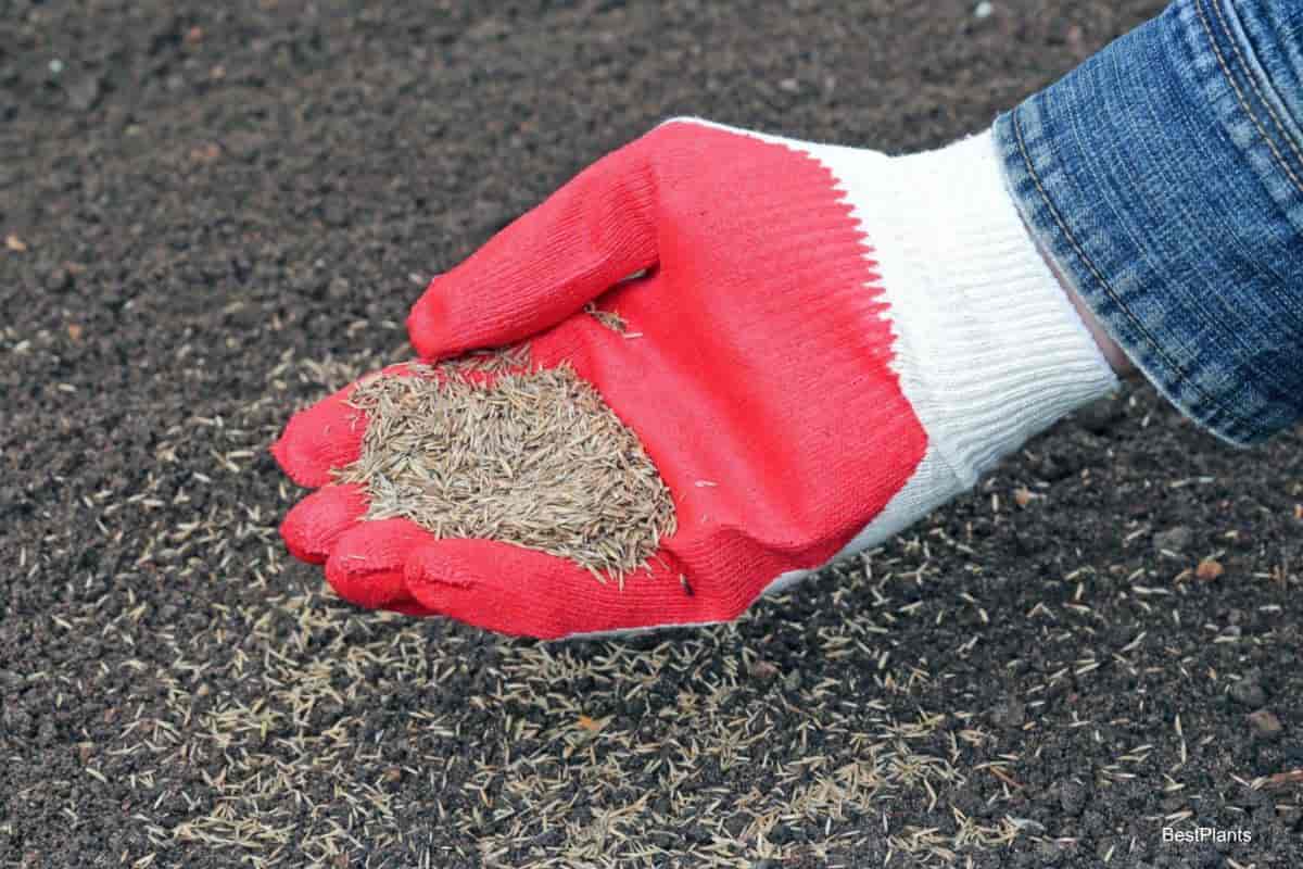 overseed temperature