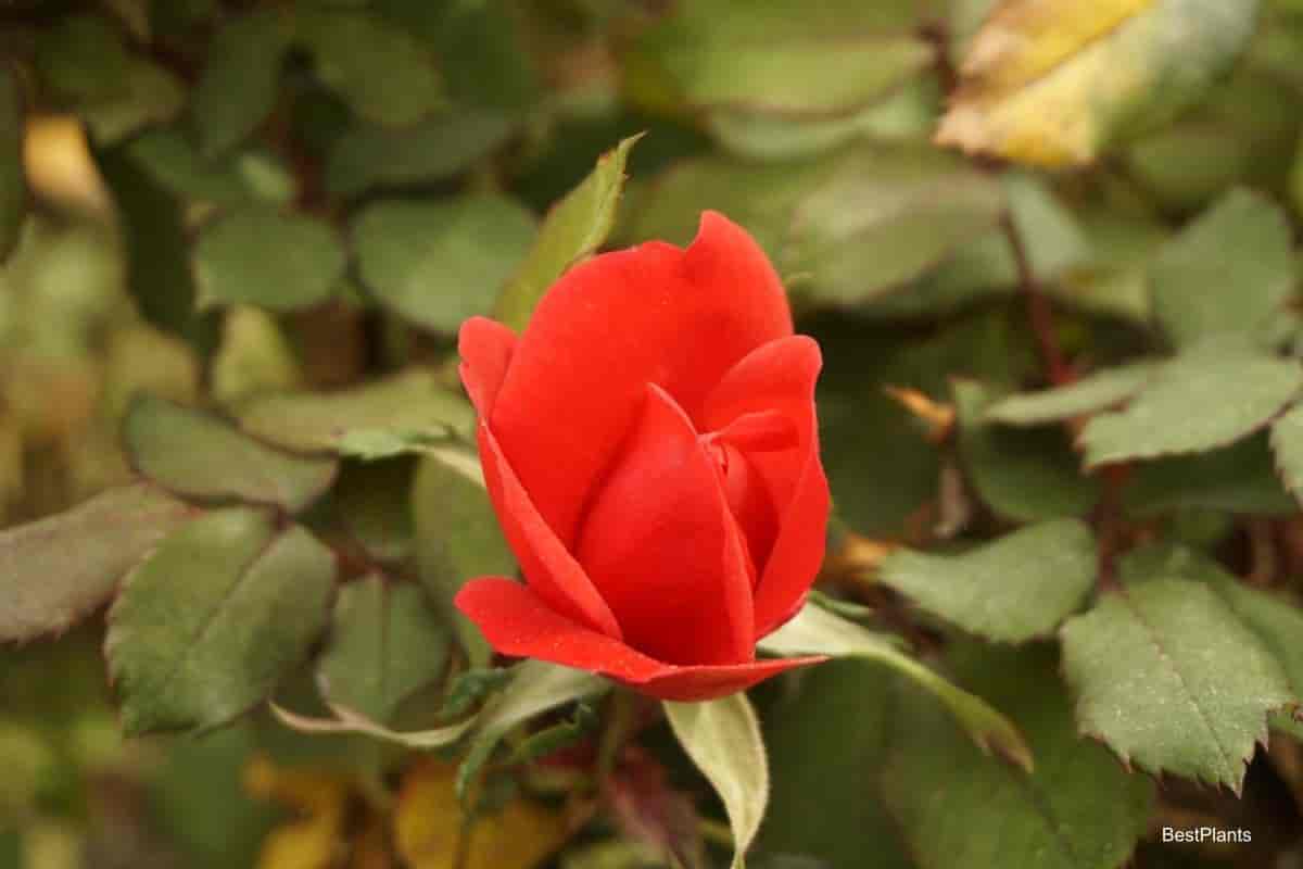 blooming Mirandy rose in the northwest