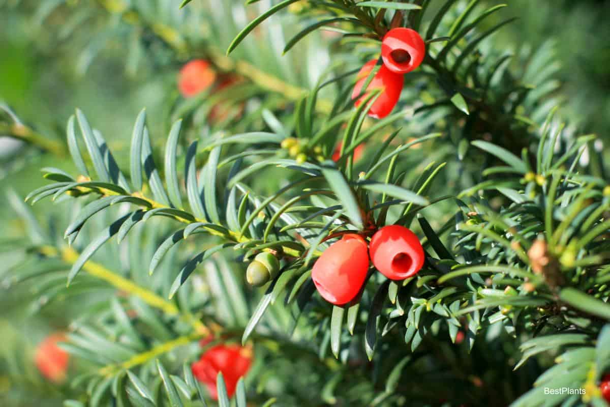 yew with berries