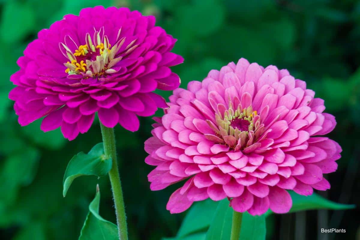 flowering Zinnia