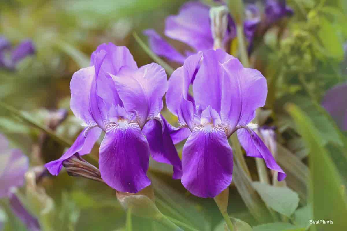 Blooming Iris Plant