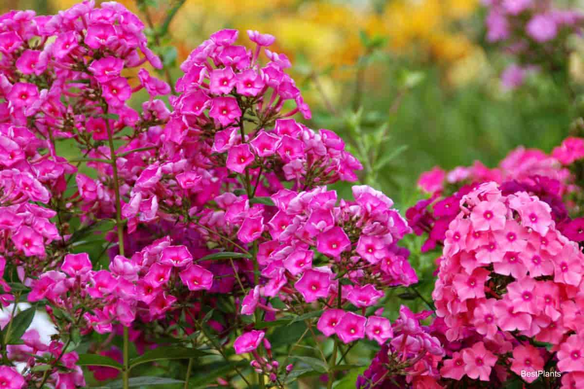 phlox flower