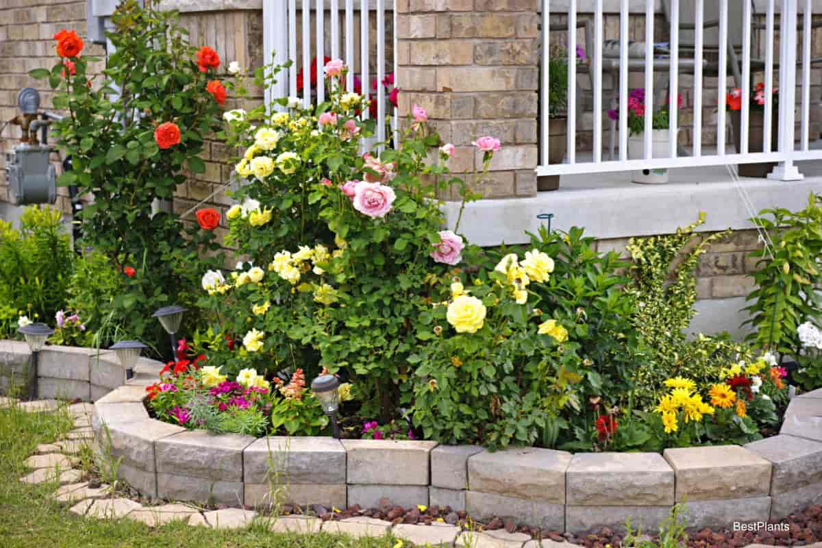 Flower Garden