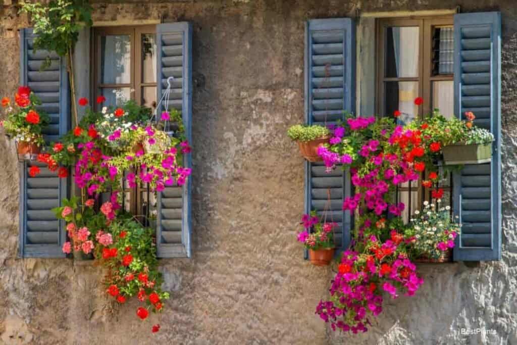Blooming Flowers in Window Box Garden