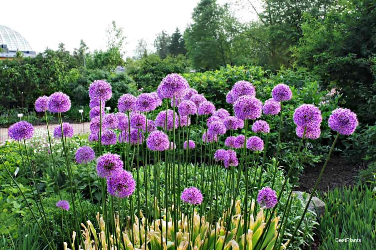 Colorful Bulbs in Full Bloom