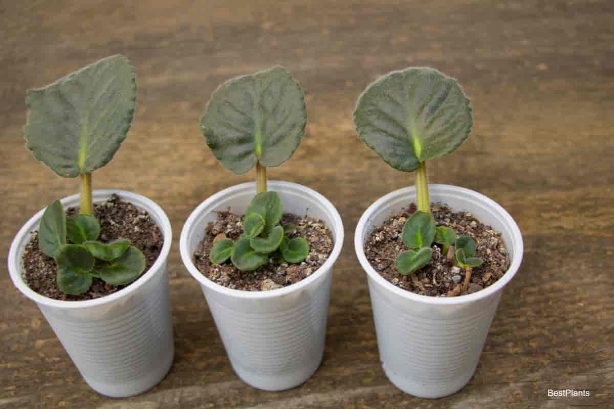 root houseplant