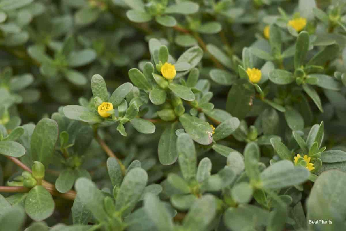 fight garden weeds