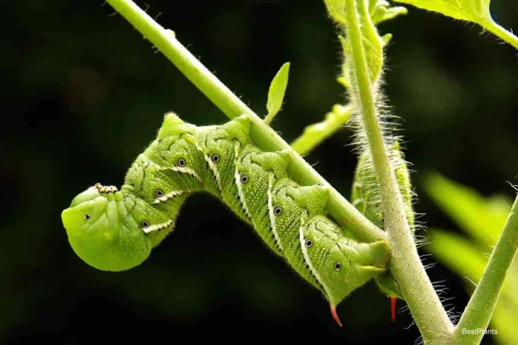 caterpillar