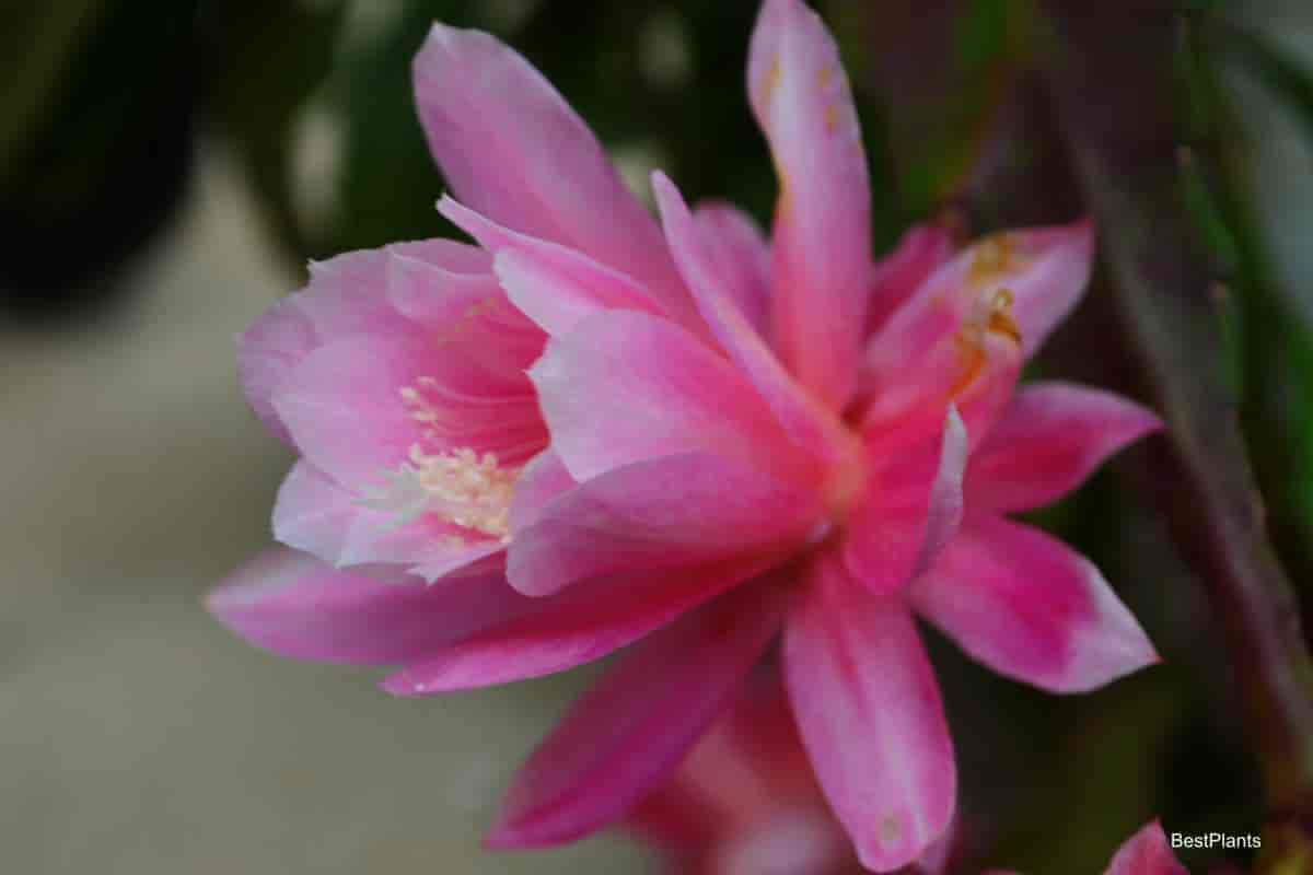 Charming Basket Epiphyllums