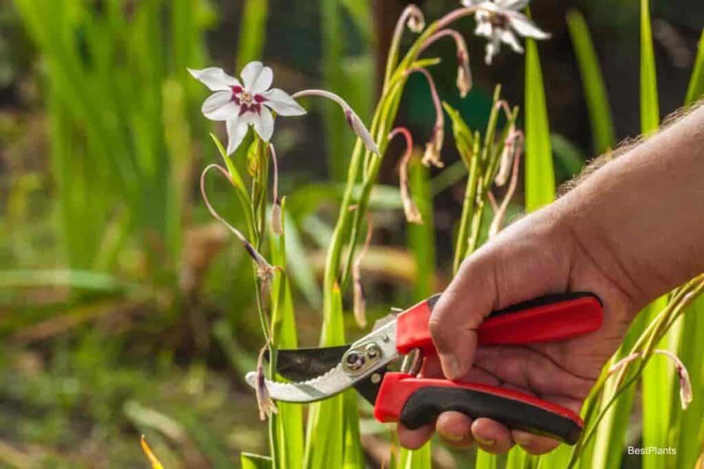 Deadheading Acidanthera