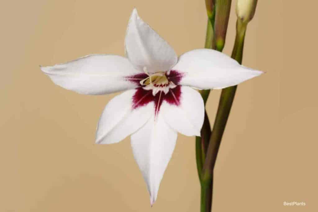 Blooming Acidanthera