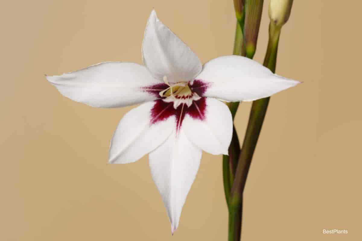 Blooming Acidanthera