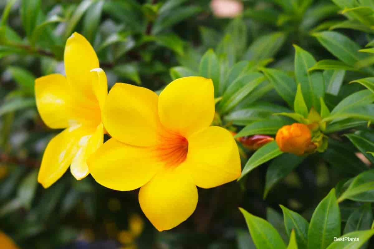 Blooming Allamanda