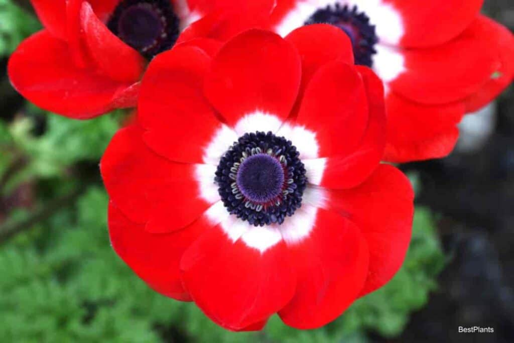 Blooming Anemone Coronaria
