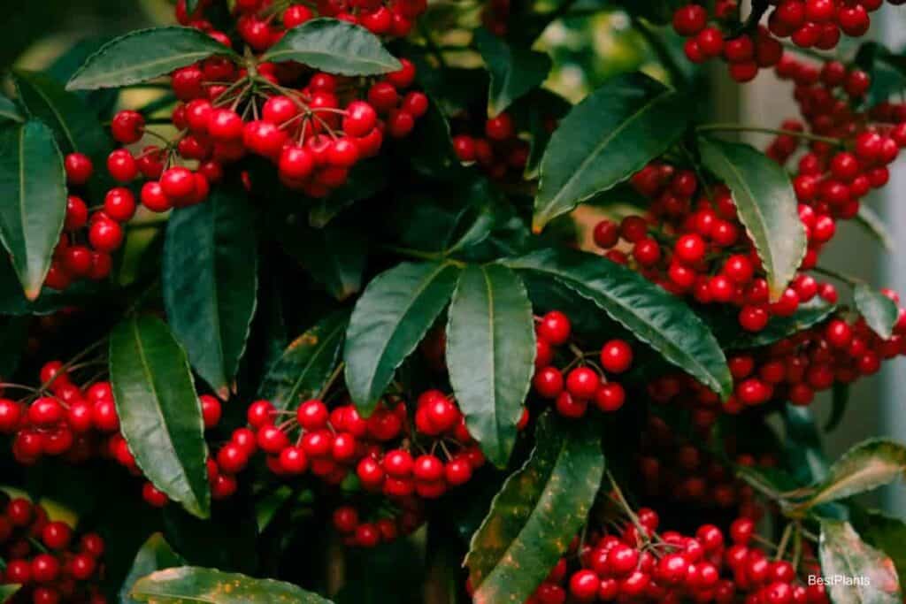 Compact Ardisia Crenata