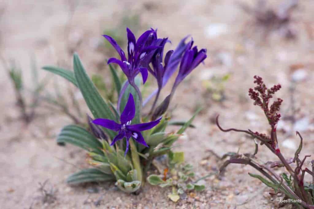 Growing Babiana Flower