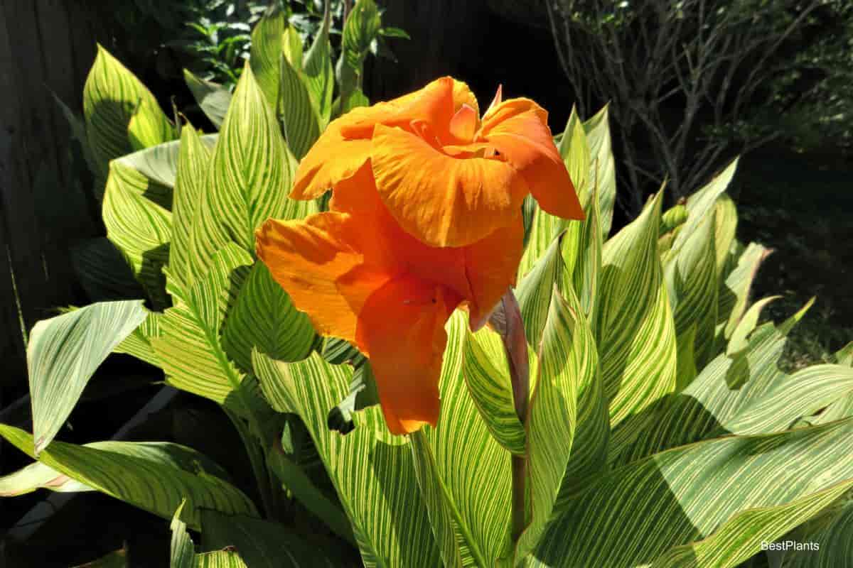 accent plant