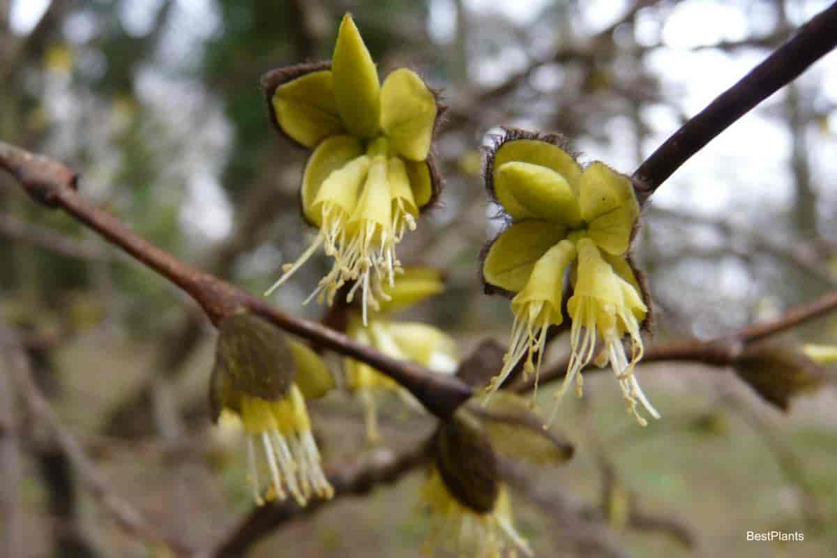 leatherwood shrub