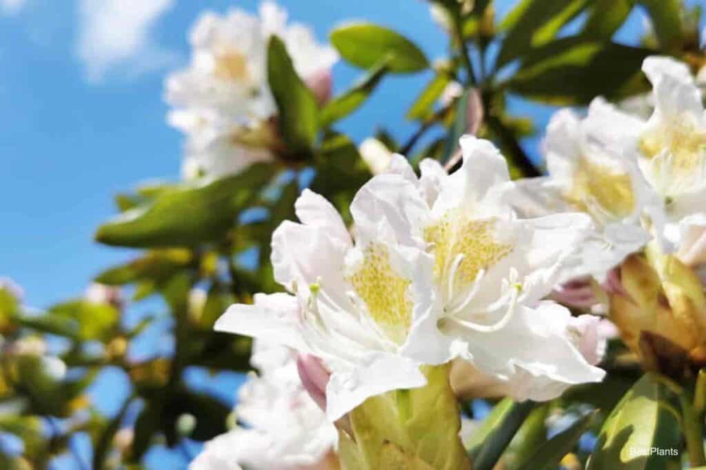 northeast rhododendrons