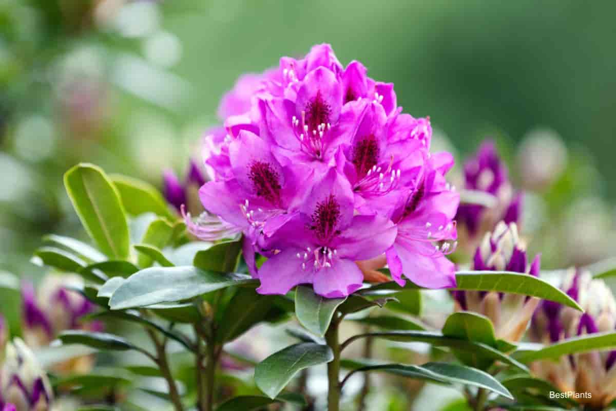 rhododendrons
