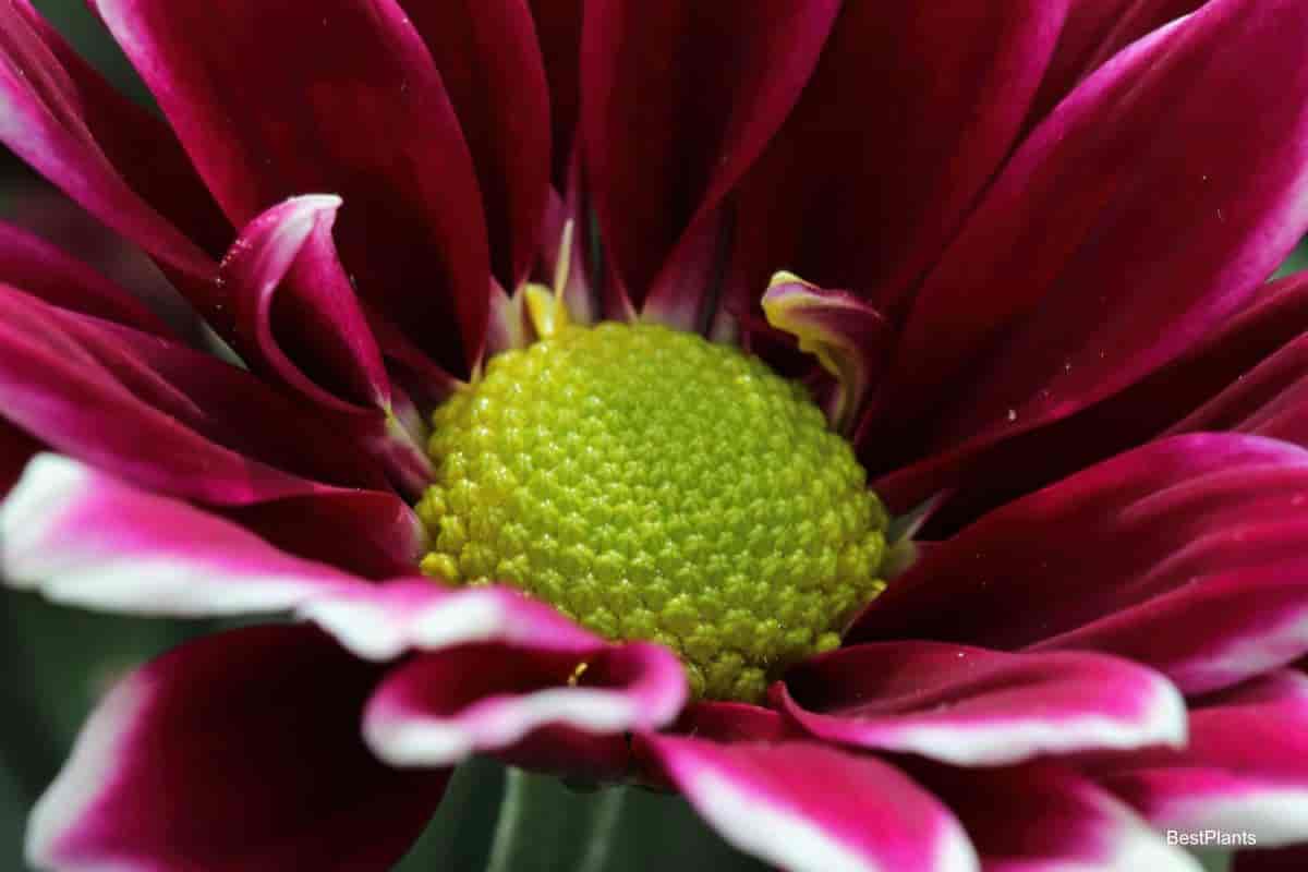 mums flower
