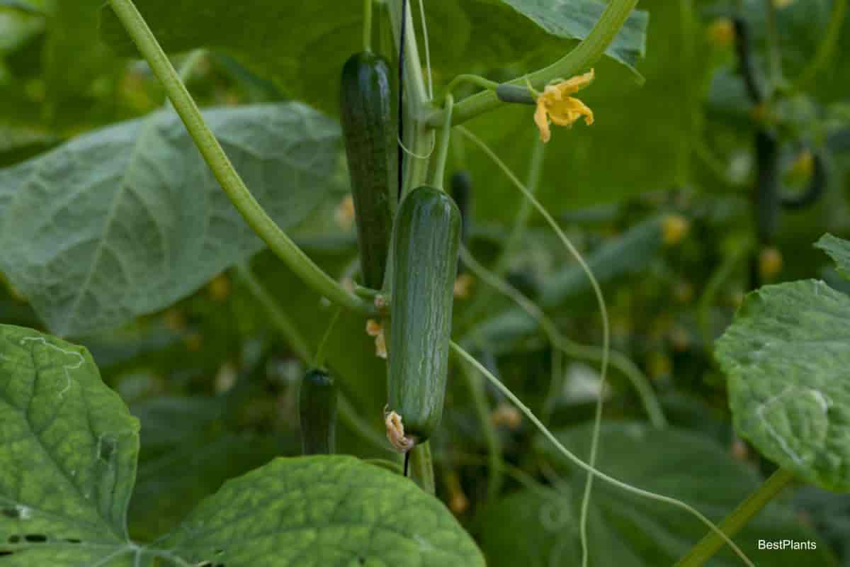 Growing Cucumbers