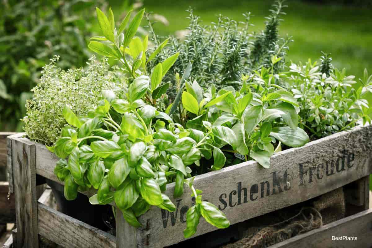 herbs plant