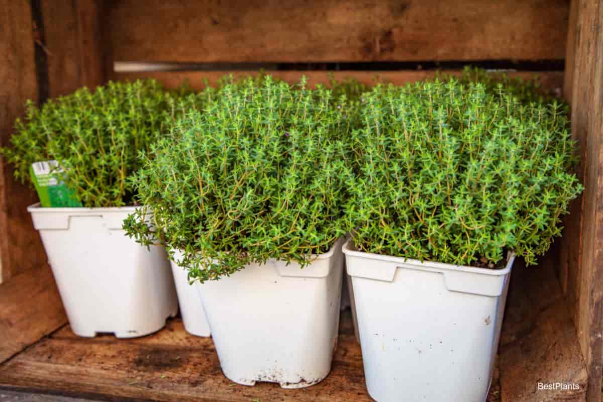 perennial pot herbs