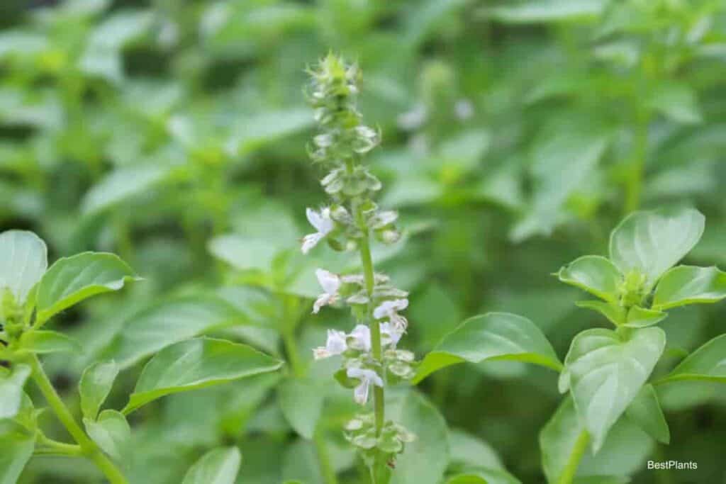 annual pot herbs