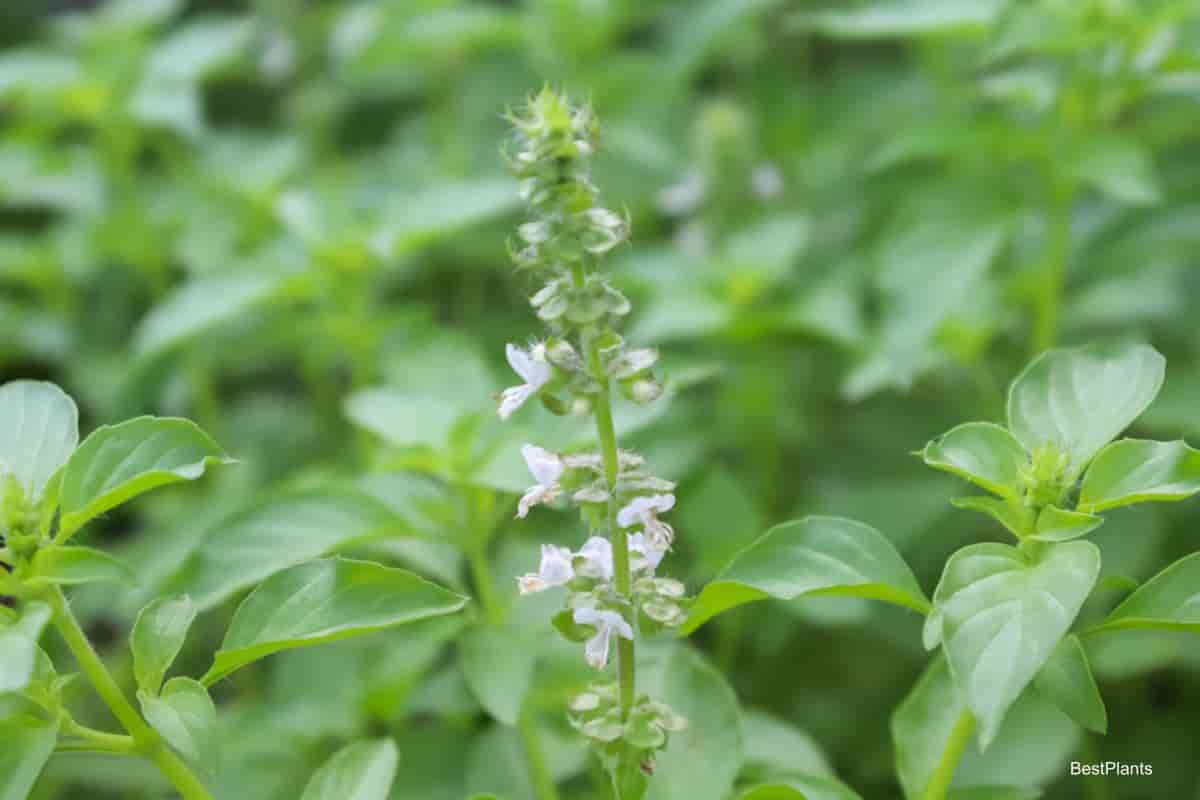 annual pot herbs