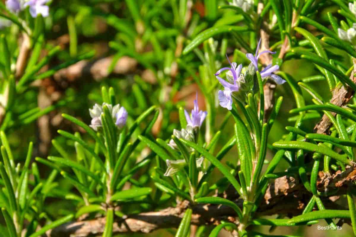 tender perennial herbs