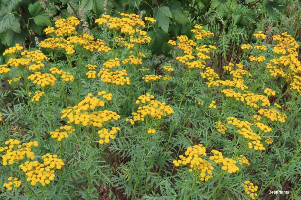 medicinal herbs