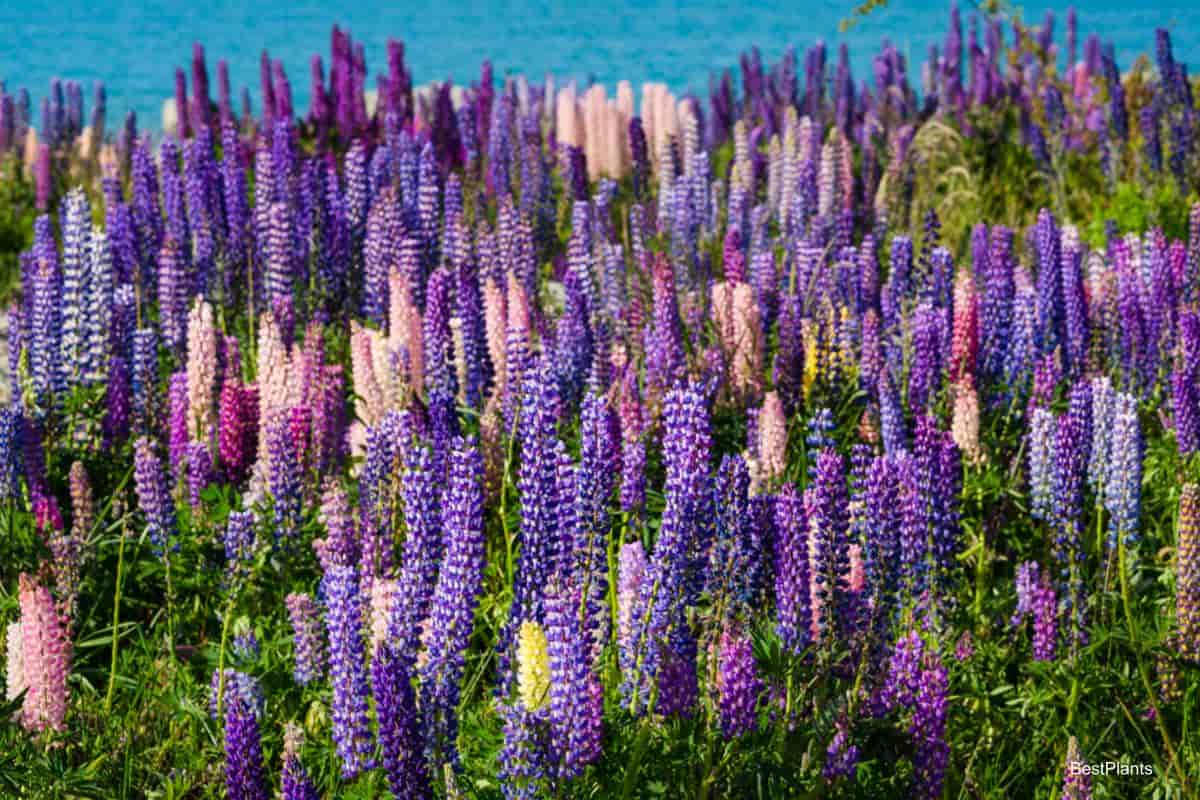 blooming perennials