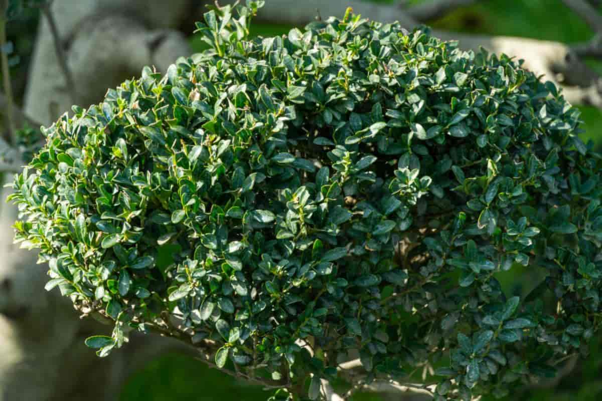 Charming Japanese Holly
