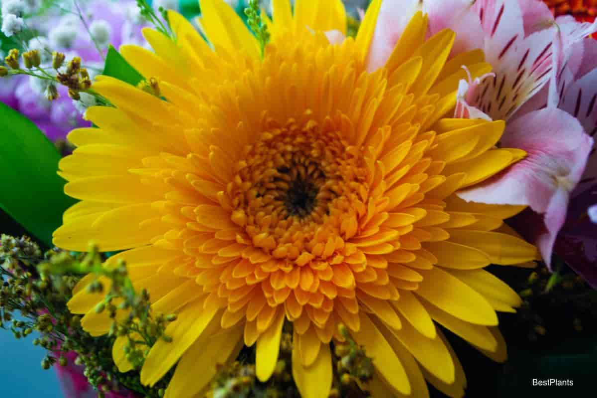 Blooming Chrysanthemums