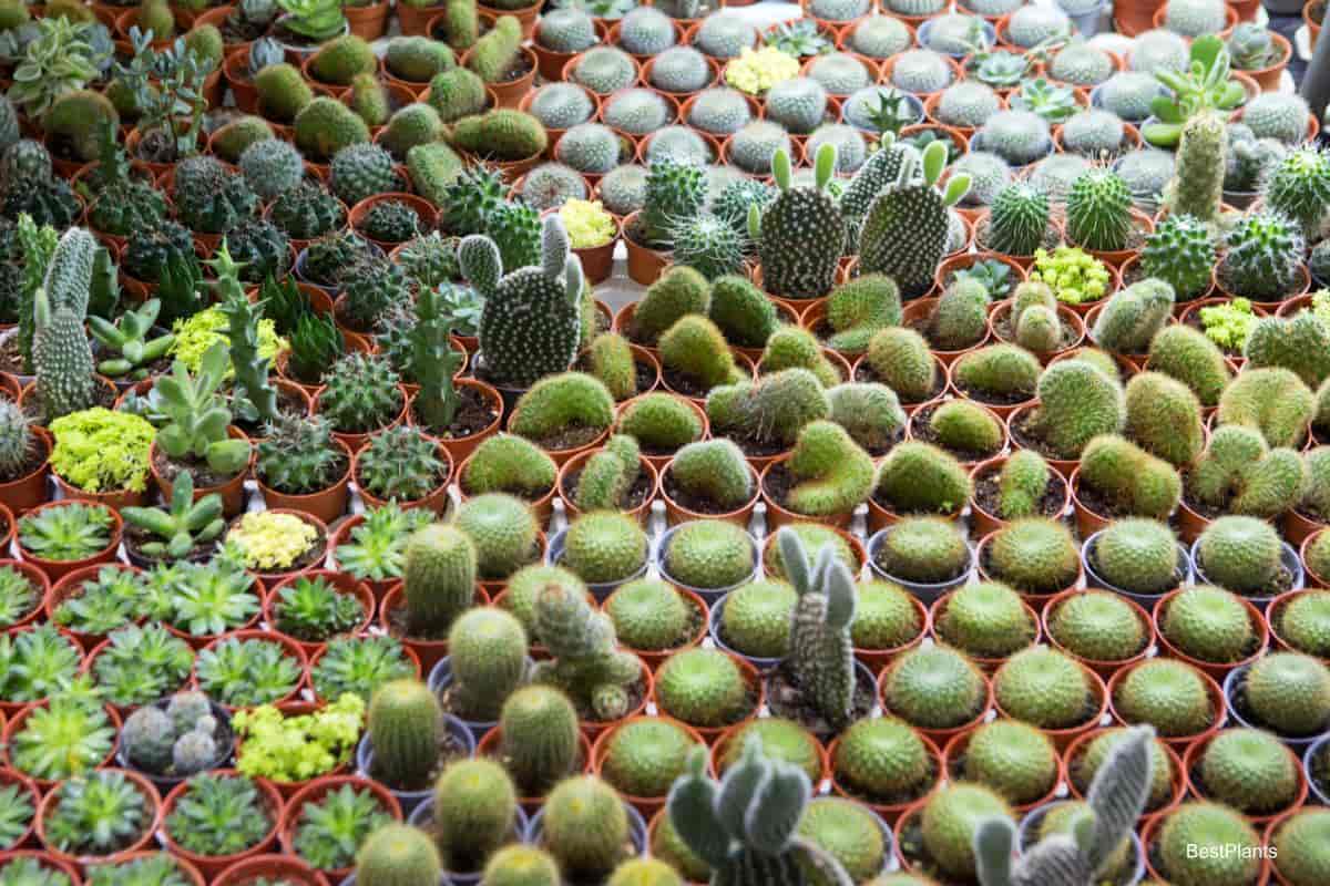 Growing Succelent Seeds