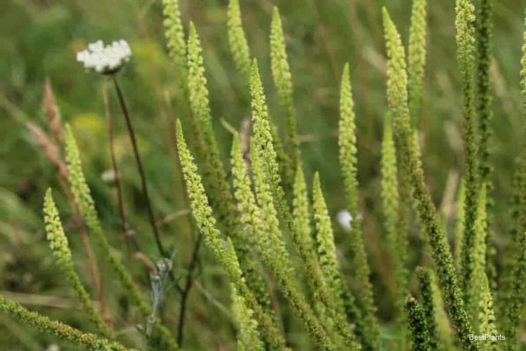 Fragrant Mignonette Flowers