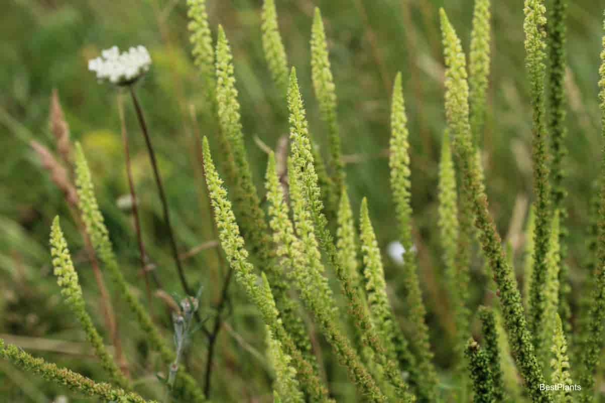 Fragrant Mignonette Flowers