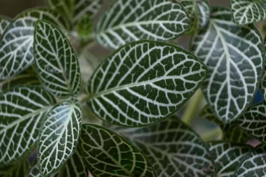 Greenhouse plants