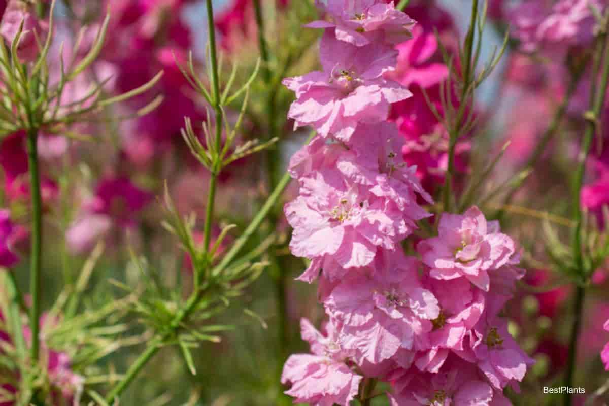Charming Delphiniums